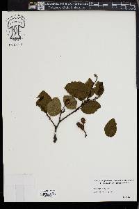 Alnus viridis image