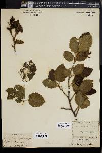 Alnus incana subsp. tenuifolia image