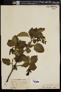 Alnus incana subsp. tenuifolia image