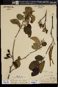 Alnus rhombifolia image