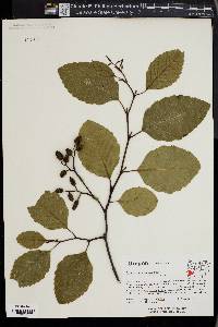 Alnus rhombifolia image