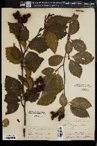 Alnus rubra image