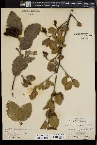 Alnus rubra image