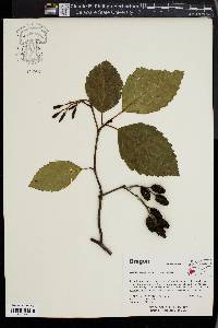 Alnus rubra image