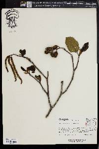 Alnus rubra image