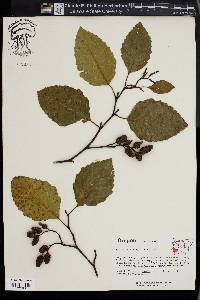 Alnus rubra image