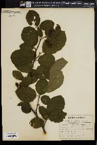 Alnus viridis image