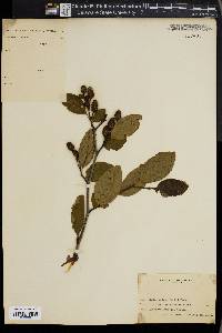 Alnus viridis image