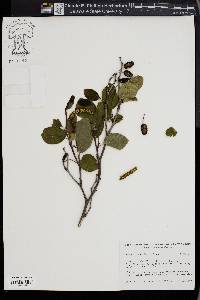 Alnus viridis image