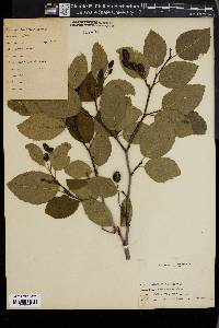 Alnus viridis image