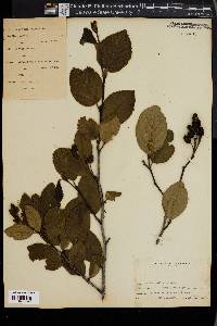 Alnus viridis image