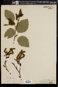 Alnus viridis image