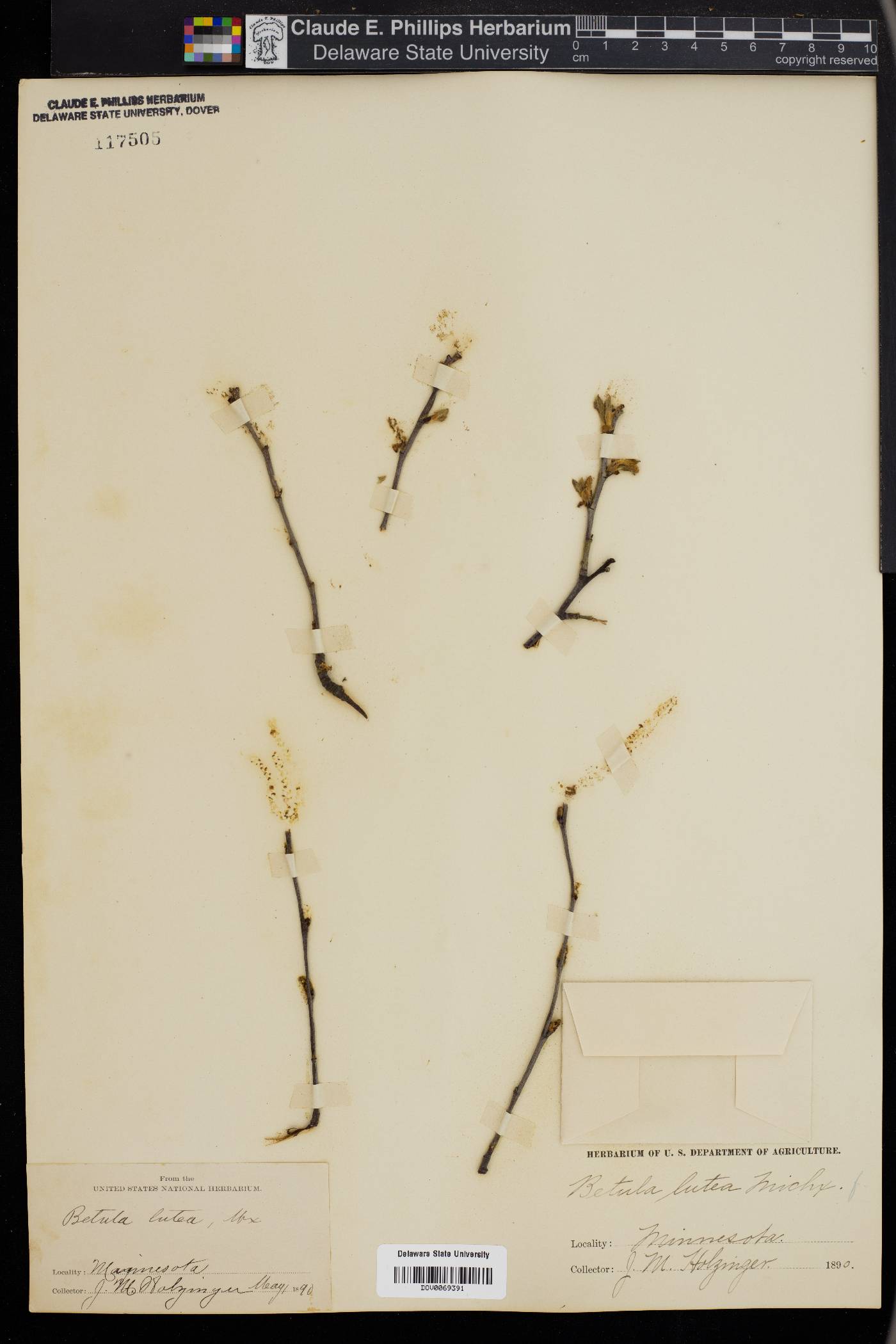 Betula lutea image