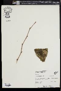 Betula alleghaniensis image