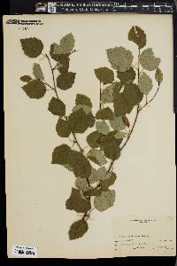 Betula occidentalis image