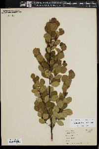 Betula pumila image