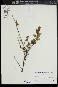 Betula pumila image