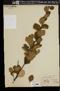 Betula pumila image