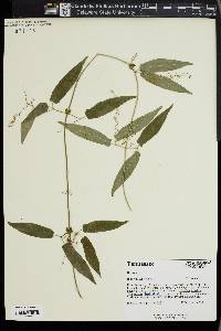 Bignonia capreolata image
