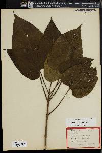 Catalpa speciosa image