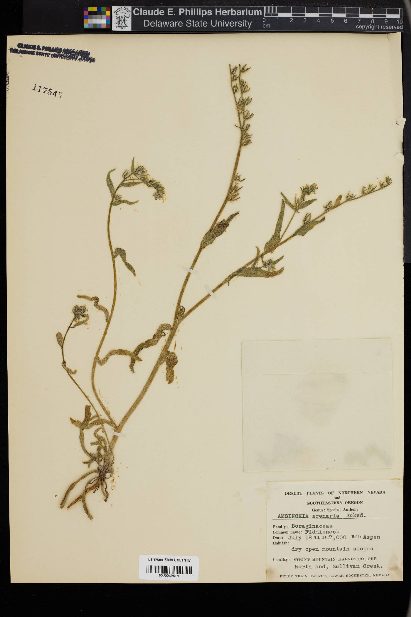 Amsinckia lycopsoides image