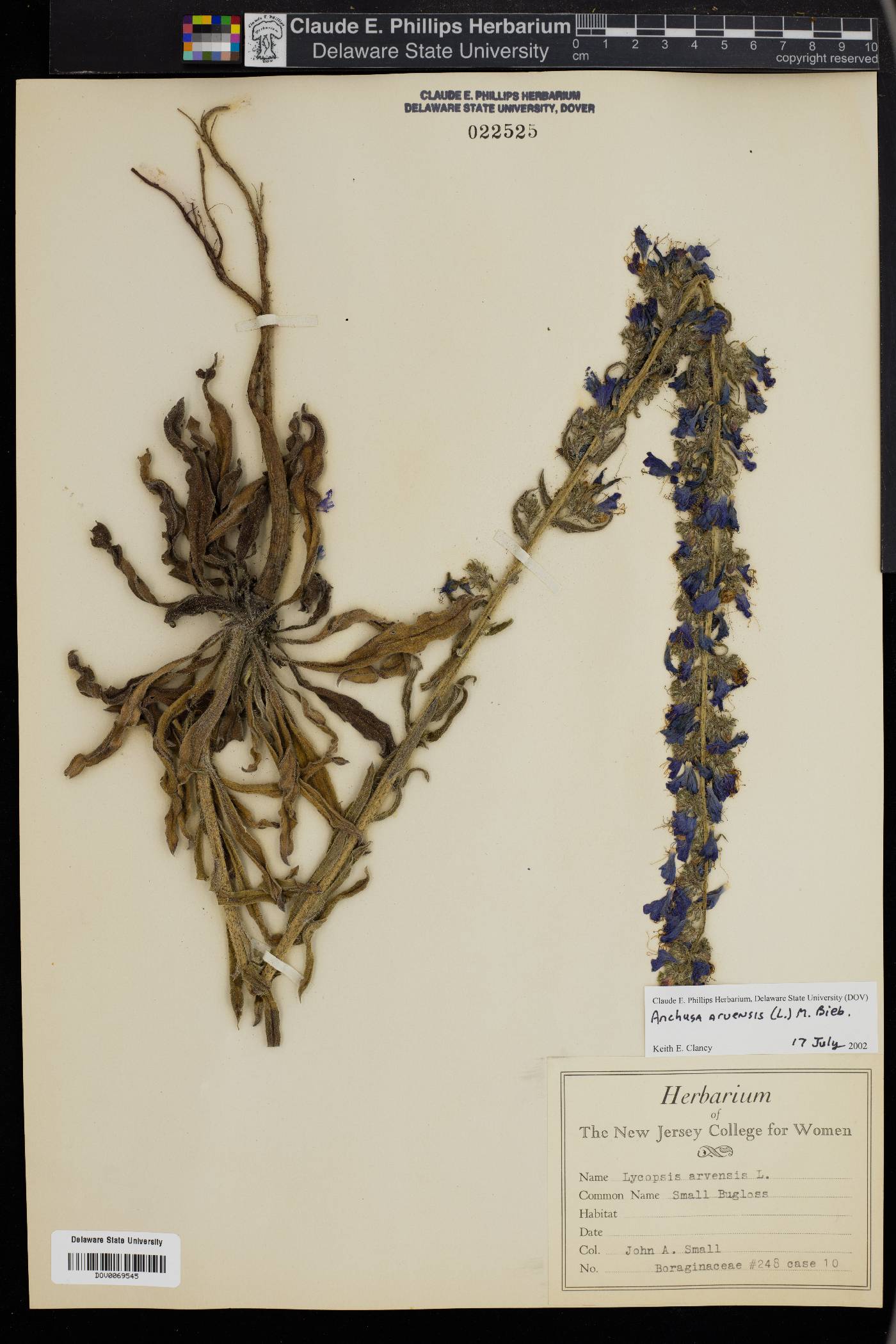 Anchusa arvensis image