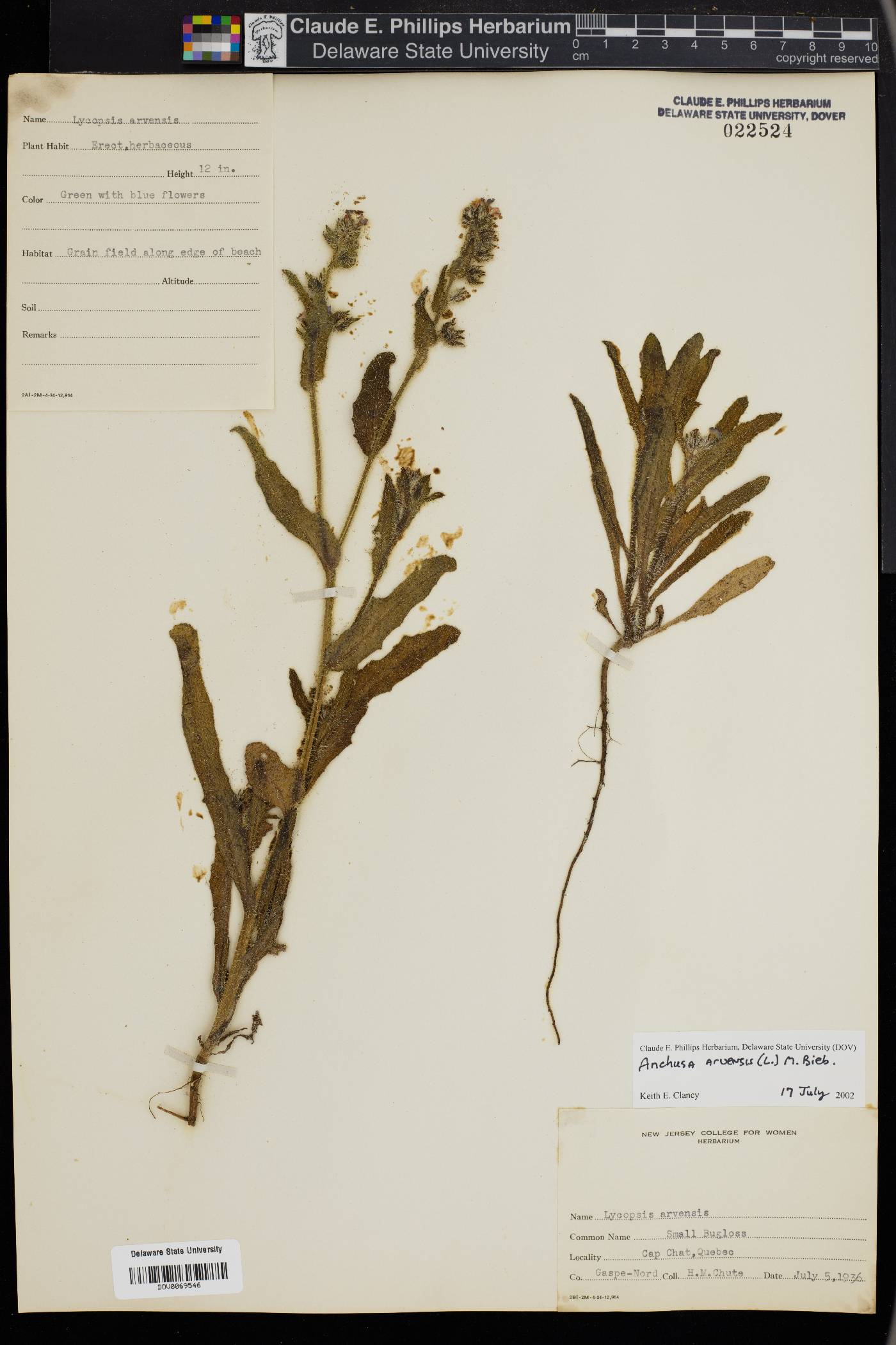 Anchusa arvensis image