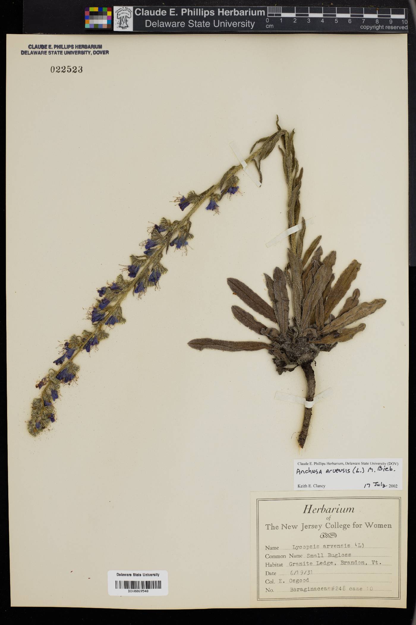 Anchusa arvensis image