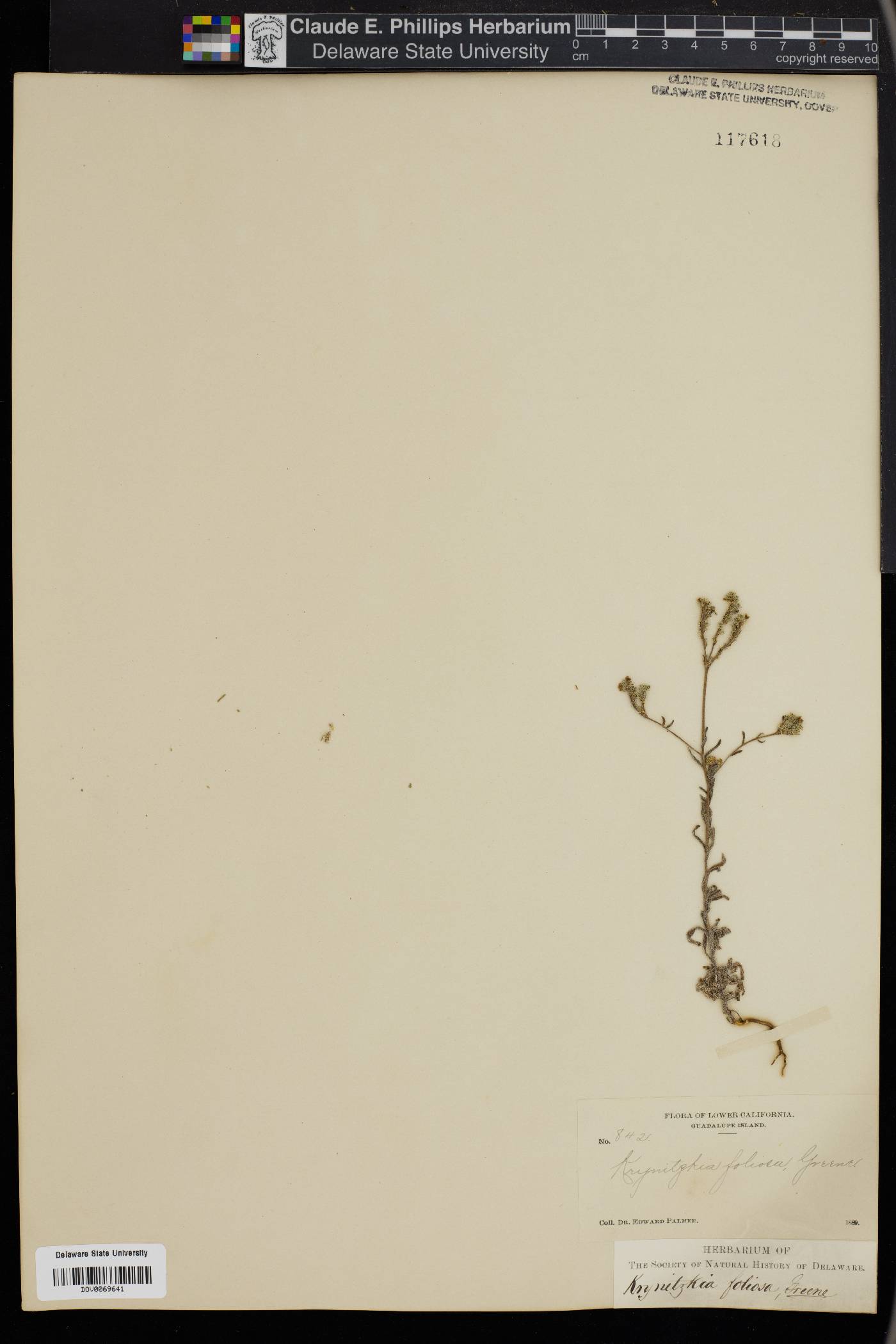 Cryptantha foliosa image