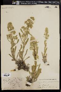 Cryptantha glomerata image