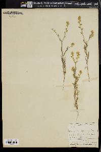 Cryptantha intermedia image