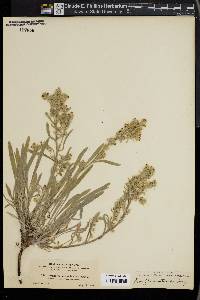 Cryptantha multicaulis image