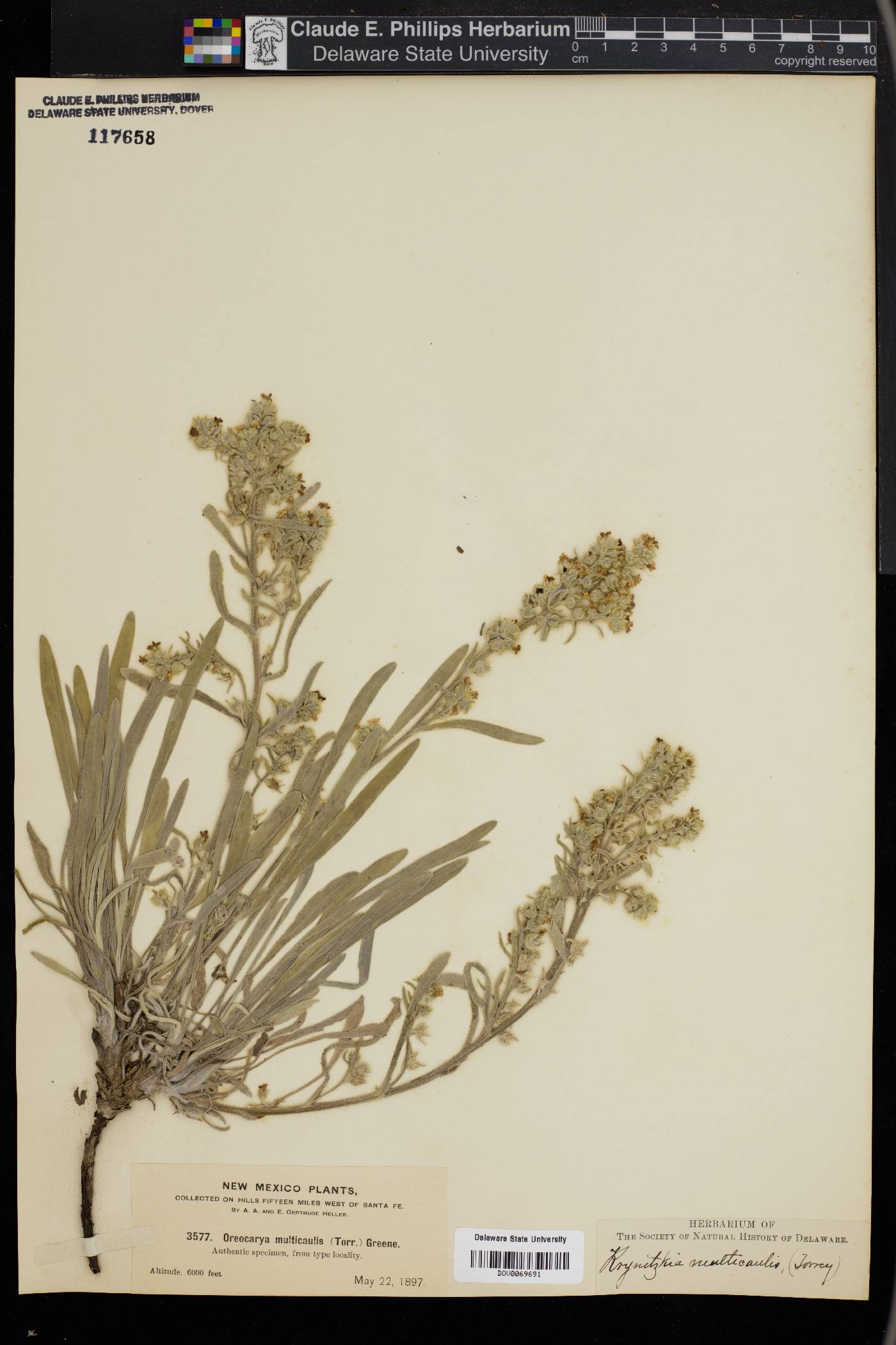 Cryptantha multicaulis image