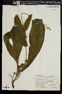 Cynoglossum boreale image