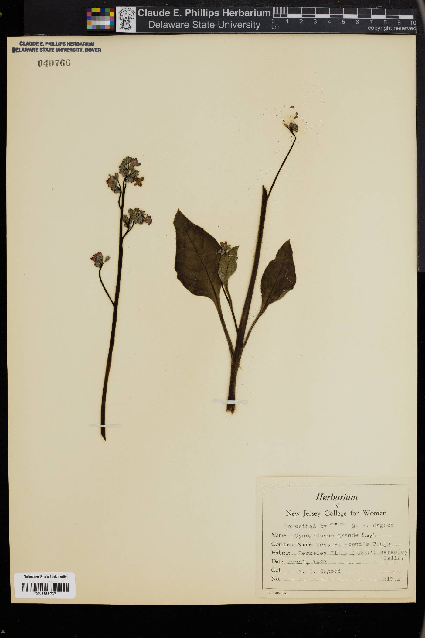 Cynoglossum grande image