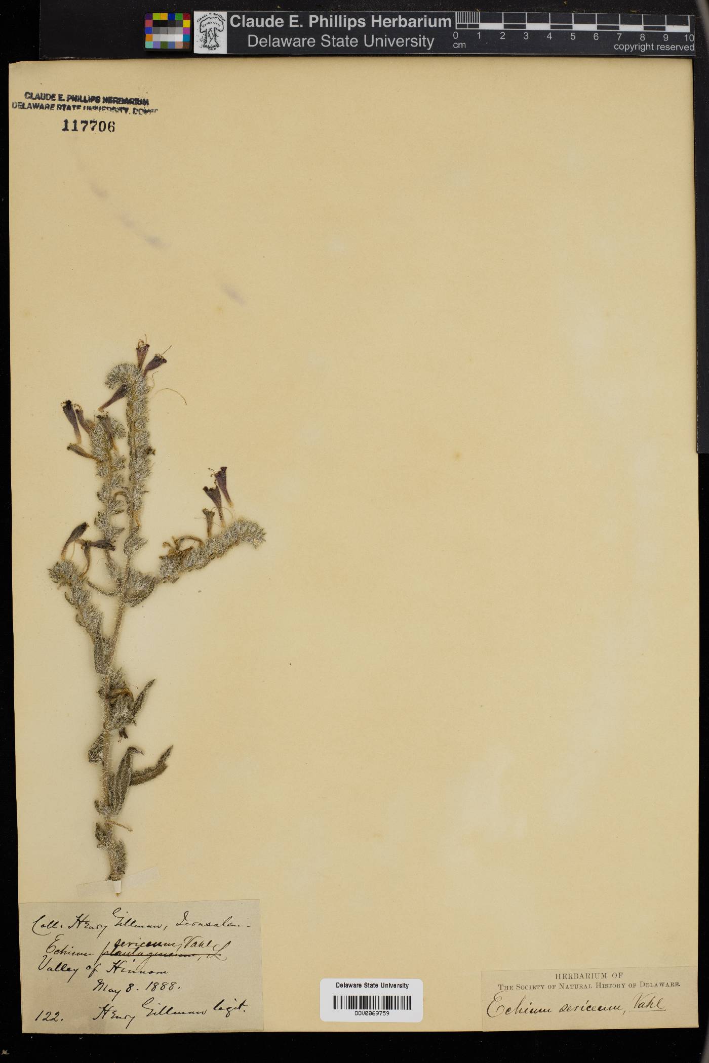 Echium angustifolium image