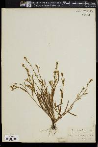 Allocarya scouleri image