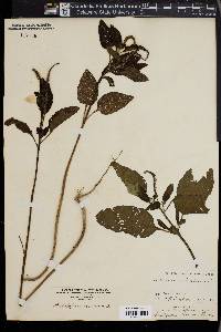 Heliotropium indicum image