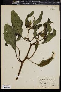 Heliotropium indicum image