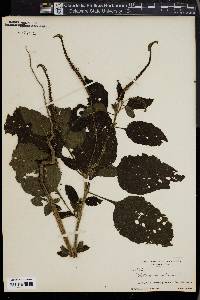 Heliotropium procumbens var. procumbens image