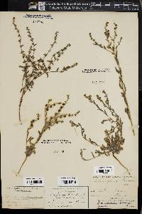 Lappula occidentalis var. occidentalis image