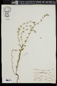 Buglossoides arvensis image