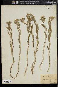 Lithospermum canescens image