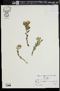 Lithospermum canescens image