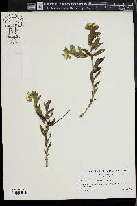 Lithospermum canescens image