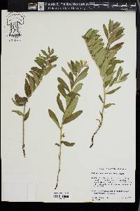 Lithospermum canescens image