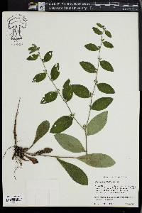 Lithospermum tuberosum image