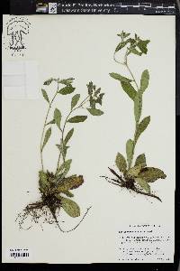 Lithospermum tuberosum image