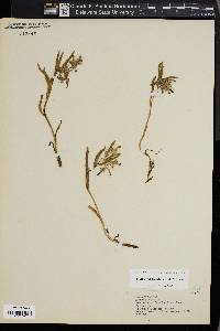 Mertensia lanceolata var. fendleri image