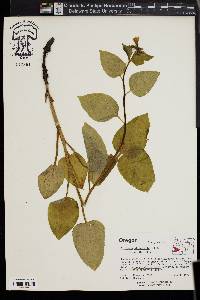 Mertensia platyphylla image